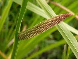 Calamus Essential Oil - 100% Pure Herbal Extract, 1 Liter Volume, Yellow-Brown Color | Boosts Memory, Provides Pain Relief, Reduces Pigmentation, Antirheumatic and Antispasmodic Benefits