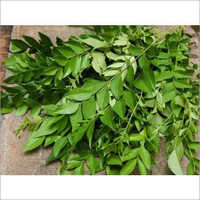 Curry Leaves