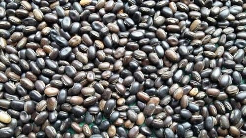Mucuna Extract