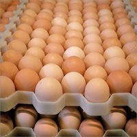 Fresh Eggs Egg Origin: Chicken