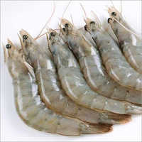 White Shrimp Fish