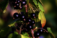 Black Currant PE Extract