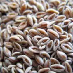 Psyllium  Seed