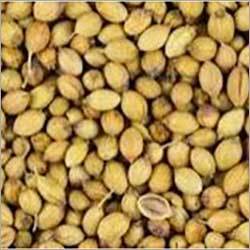 Coriander Seed