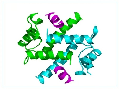 Pepsin enzyme