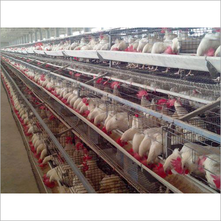 Portable Poultry Layer Cages