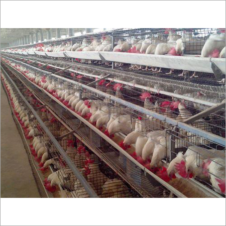 Poultry Layer Cages
