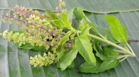 Tulsi Extract Powder