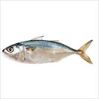 Fresh Indian Mackerel  Fish