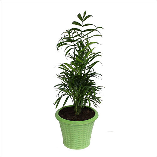 Chemaedora Palm