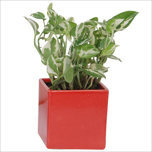 White Pothos