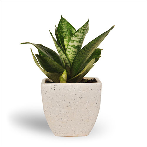 Air Purifying Plants