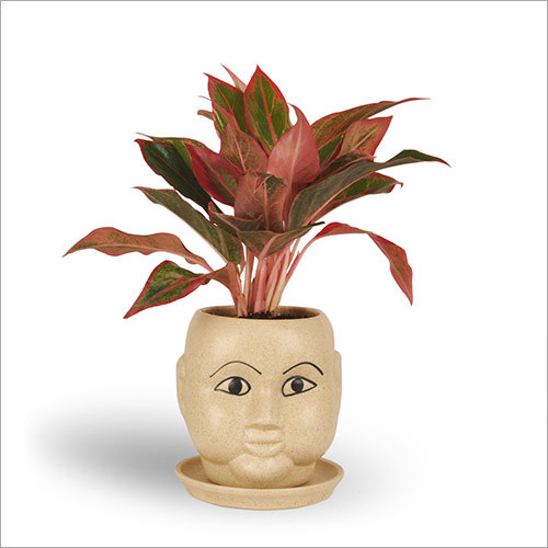 Pink Aglaonema