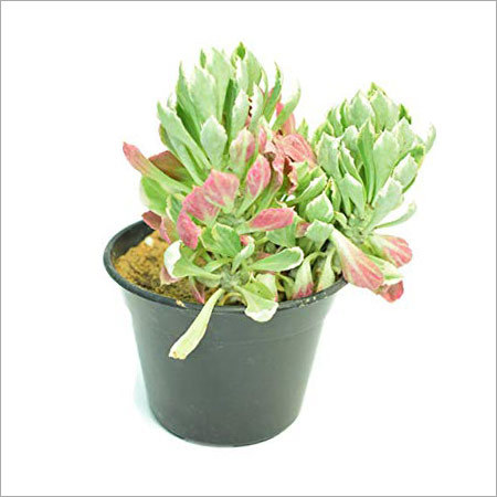 Monadenium Plants