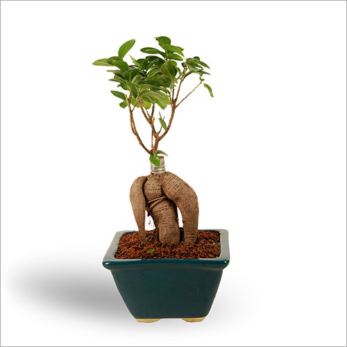 Microcarpa Bonsai Plants