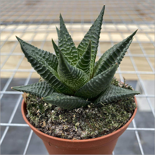 Haworthia Limifolia