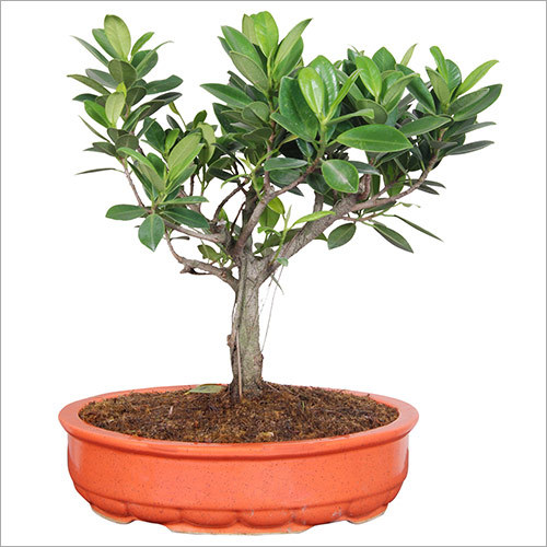 Ficus Iceland