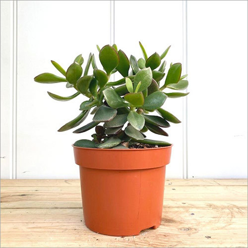 Crassula Plants