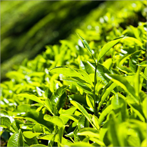 Green Tea Leaves By ELECTROTECH