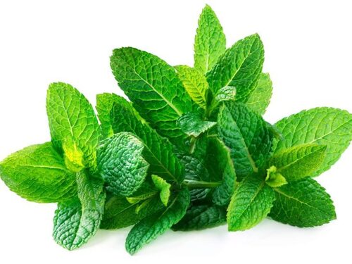Menthol Essential Oil