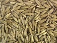 Bamboo Seeds - Dendrocalamus Strictus & Bambusa Arundinacea | 1 Kg Pack, 6-month Shelf Life