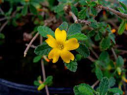 Damiana Extract