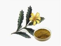 Damiana Extract