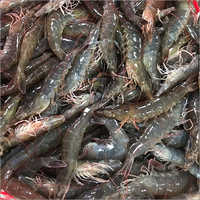 Black Tiger Shrimp