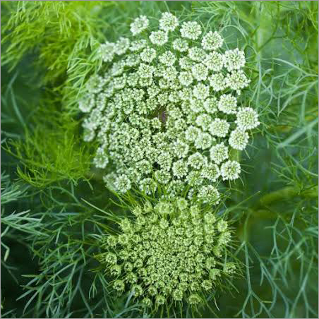 Ammi Visnaga Flowers