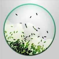 Anaerobic Bacteria Culture