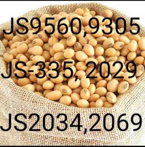Soyabean Seeds By INDO ESSENCE AGRO AND HERBS