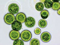 Liquid Haematococcus Pluvialis