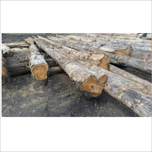 Teak Lumber