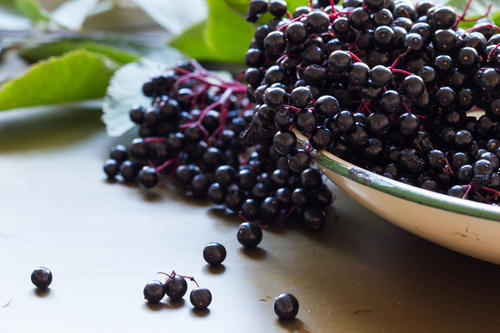Acai Berry Extract