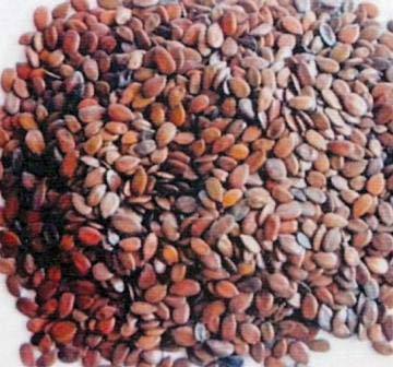 Subabul Seeds