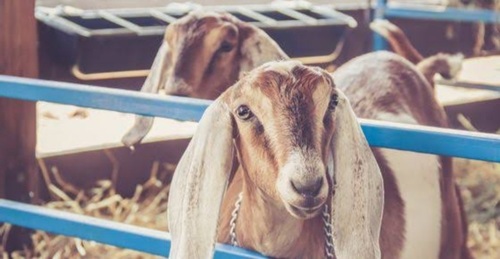 Bakra