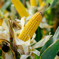 Organic Corn