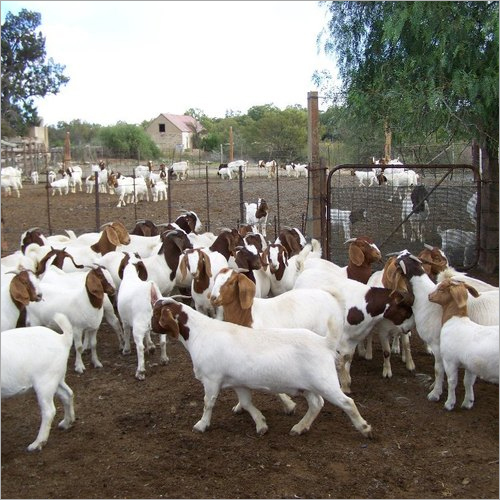 Pure Boer Goat By SUPER FORTUNE INTERNATIONAL CO., LTD