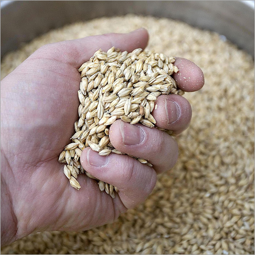 Pure Barley By SUPER FORTUNE INTERNATIONAL CO., LTD