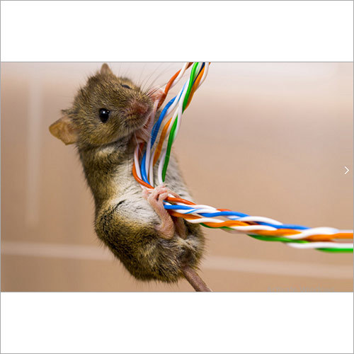 Plastic Anti Rodent Masterbatch