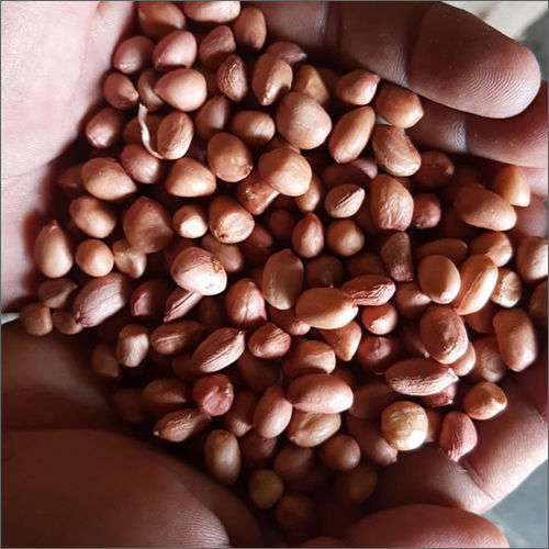 Raw Groundnut Seeds