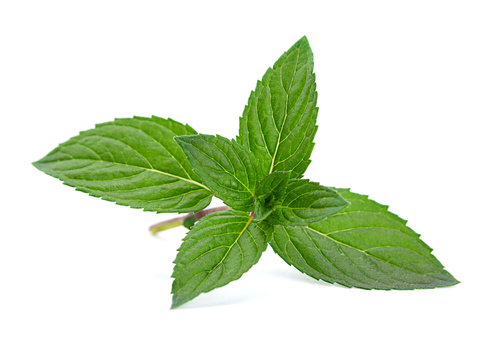Catnip Oil