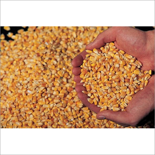 Yellow Corn Seeds