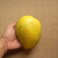 Mango de Banganapalli