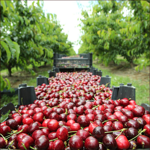 Fresh Cherries