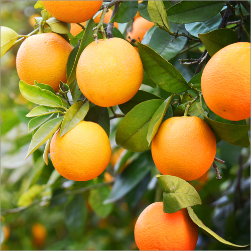 Fresh Oranges By MEDUSA EXIM