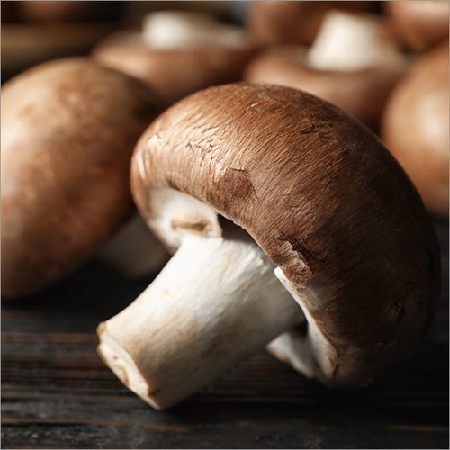 Fresh Mushroom By MEDUSA EXIM