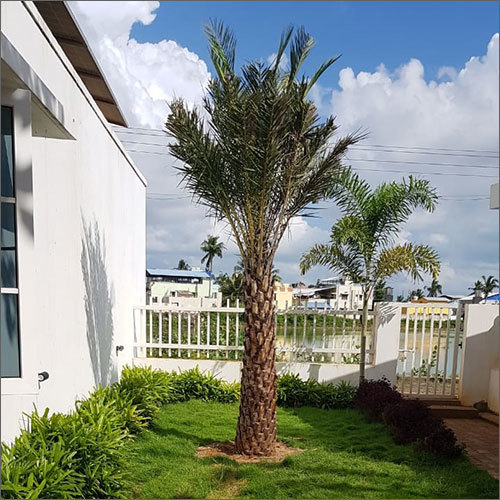 Green Date Palm Tree