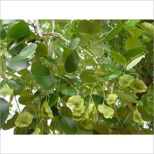 Pterocarpus Santalinus Powder