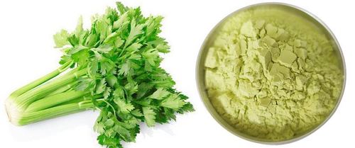 Celery Extract powder